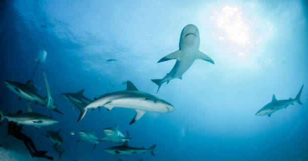 istock Caribbean reef shark at the Bahamas 1016164774