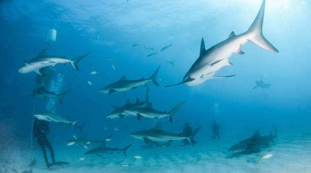 istock Caribbean reef shark at the Bahamas 1016164918