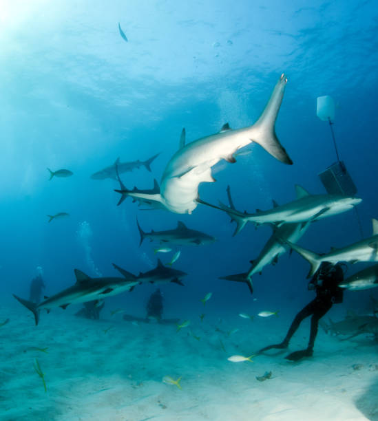 istock Caribbean reef shark at the Bahamas 1016165520
