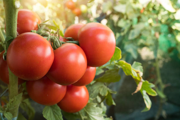 Ripe red tomato in garden stock photo