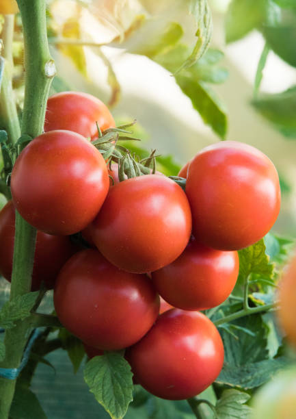 istock Ripe red tomato in garden 1016167908