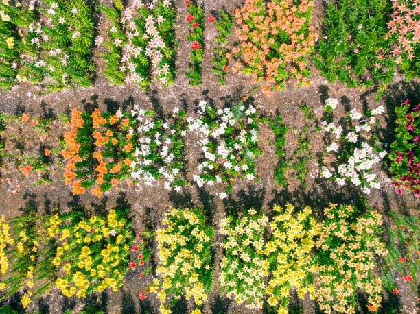 vista aérea do jardim de flores colorida. foto aérea - flowerbed aerial - fotografias e filmes do acervo