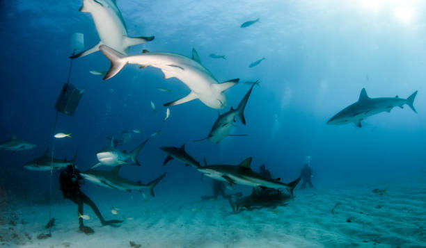 istock Caribbean reef shark at the Bahamas 1016168740