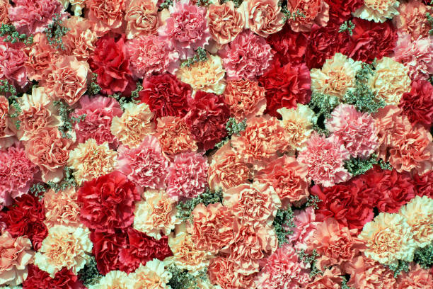 Colorful carnation flowers background. View from above