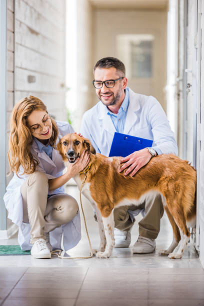 dois veterinários de cócoras e tocar bonito cão clínica veterinária - veterinary office - fotografias e filmes do acervo