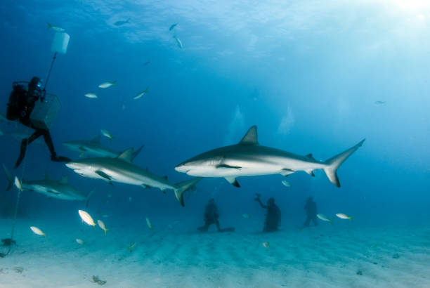istock Caribbean reef shark at the Bahamas 1016173820
