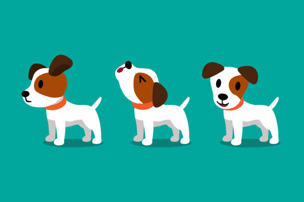 ilustraciones, imágenes clip art, dibujos animados e iconos de stock de conjunto de personaje de dibujos animados de vector lindo jack russell terrier perro poses - puppy