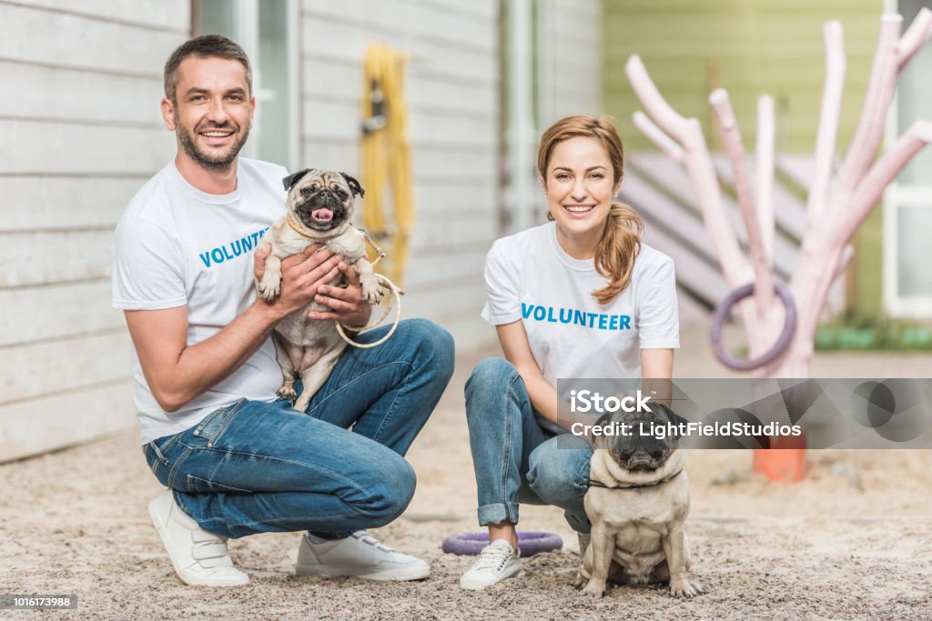 two volunteers of animals shelter squatting with pug dogs and looking at camera Volunteer Stock Photo