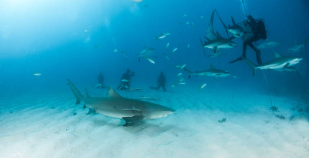 istock Caribbean reef shark at the Bahamas 1016174120
