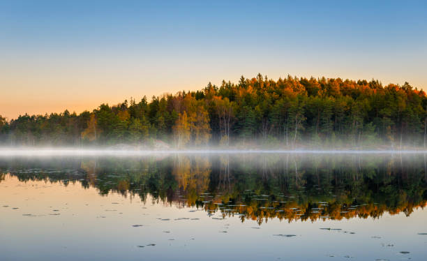 lago de mañana con niebla en colores otoñales - birch tree birch forest tree fotografías e imágenes de stock