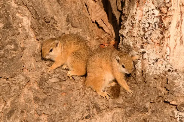 Tree Squirrels seeking the sunshine to obtain respite from the cold winter morning