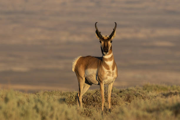 istock Pronghorn Antelope Buck 1016181290