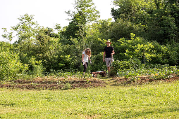 istock Couple Working in a Home Grown Vegetable Garden 1016183906
