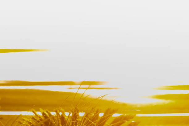 Impressionism beach scene in to morning sun golden glare across beach vegetation