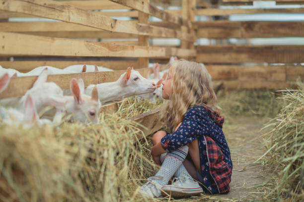 istock side view of kid going to kiss goat at barn 1016190150