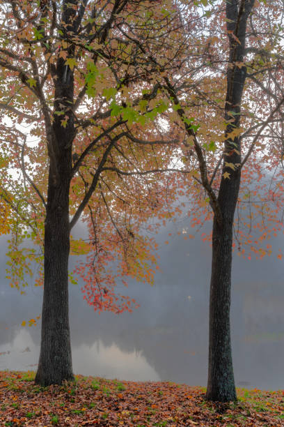 istock Autumn colored leaves and green leaves on the trees 1016190436