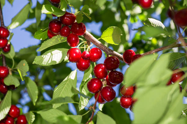 istock cherry growing on a branch against a blue sky background 1016190510