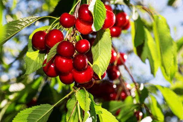 istock cherry growing on a branch against a blue sky background 1016190636