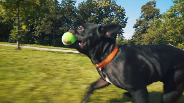 Happy french bulldog running in park.