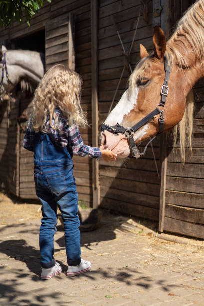 niño caballo marrón en la granja de alimentación - horse child animal feeding fotografías e imágenes de stock