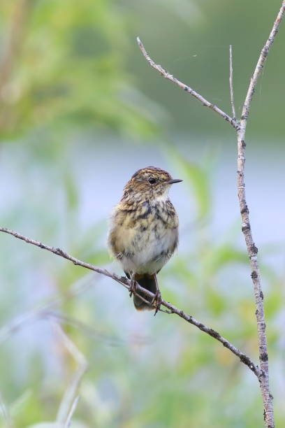 istock Young stonechat on the branch of a willow 1016201080