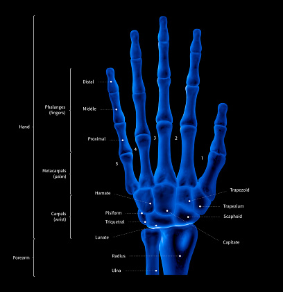 Esquema infográfico de mano humana hueso anatomía sistema anterior vista-3D-médica ilustración humanos anatomía médica diagrama educativo concepto-radiografía tono color azul película photo