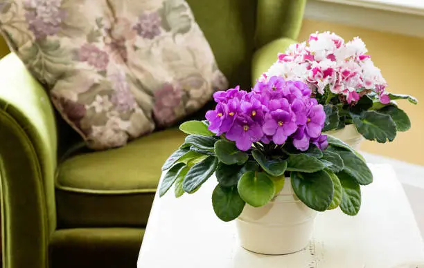 African violets in a home setting