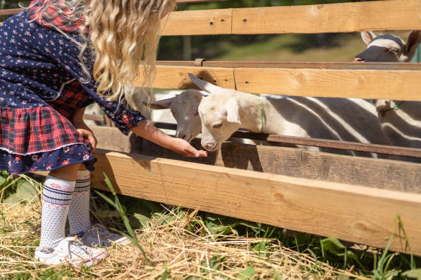 istock cropped image of kid feeding goats at farm 1016201652