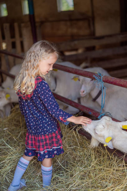 istock side view of kid palming goat at farm 1016201736