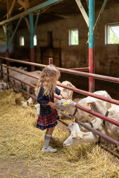 istock side view of kid palming goats at farm 1016201756
