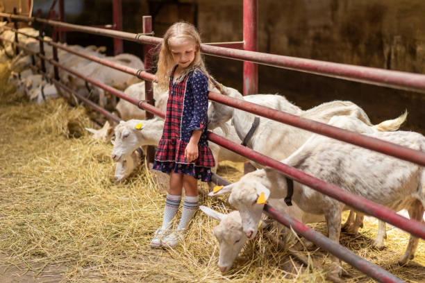 istock adorable kid leaning on fences in barn and looking at goats 1016201764