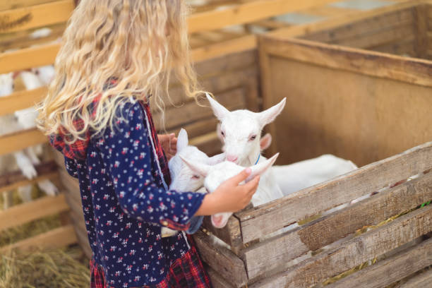 istock side view of kid hugging goats at farm 1016201794