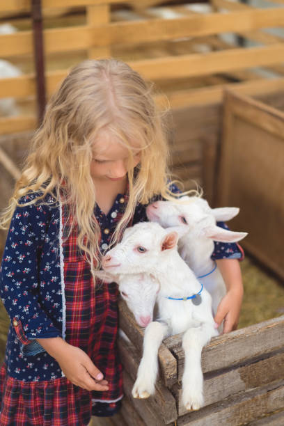 istock high angle view of kid hugging goats at farm 1016201810