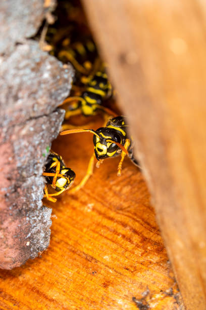 istock A group of field wasps guarding their home 1016204562
