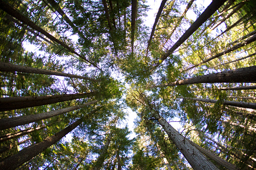 A view looking up in a forest in British Columbia, Canada on a summers day.