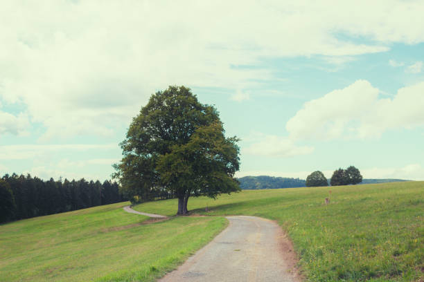 Country road in mountain heights, National park Black forest mountain - Schwarzwald, Baden-Württemberg federal state, Germany