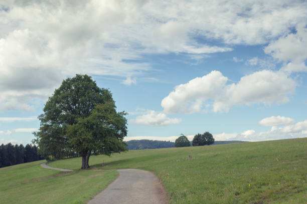 istock Country road in high mountains, Schwarzwald mountain, Germany 1016207364