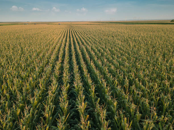 istock Aerial drone view of cultivated green corn field 1016207538