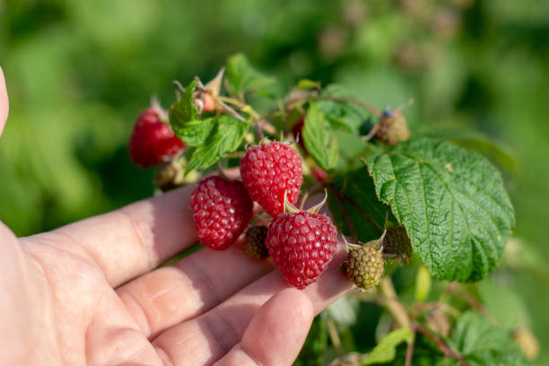 istock Raspberry picking. Male hands gathering organic raspberries. 1016207870