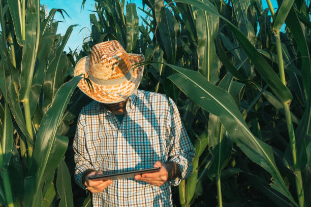 istock Farmer agronomist with tablet computer in corn crop field 1016208150
