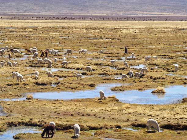 istock Alpaca and Lamas in the pampa 1016217328