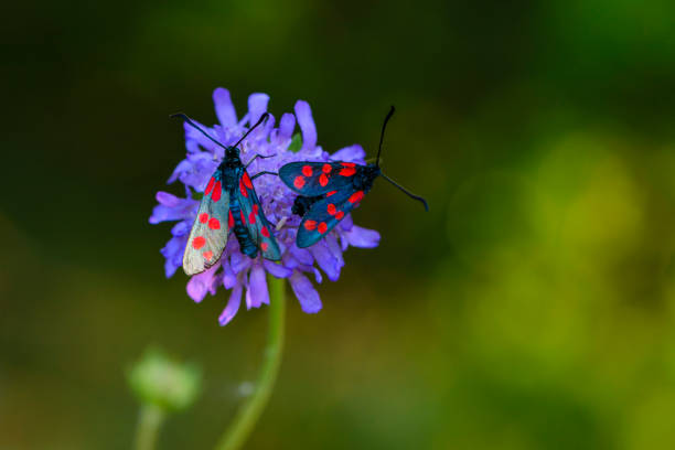 istock animals, background, blooming, blossoming, blue, breeding, bud, burnets, butterfly, close-up, colors, dappled, day, design, edge, field, flora, florescence, flowering, flowers, forest, generation, imago, increase, insects, lepidoptera, macro, meadow, mult 1016219726