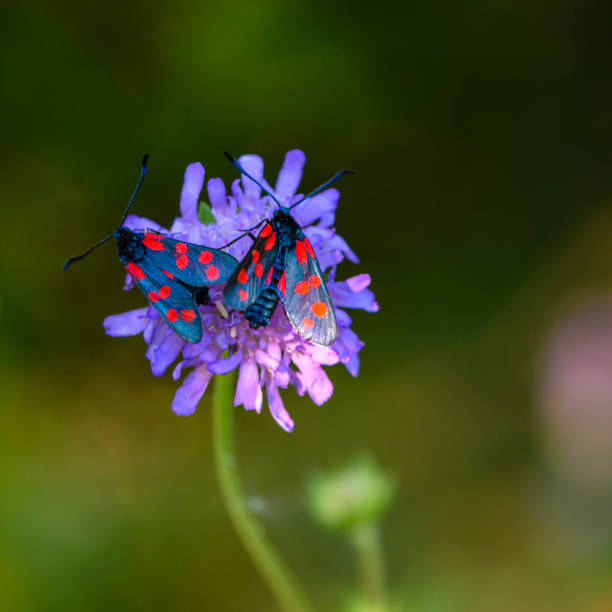 istock animals, background, blooming, blossoming, blue, breeding, bud, burnets, butterfly, close-up, colors, dappled, day, design, edge, field, flora, florescence, flowering, flowers, forest, generation, imago, increase, insects, lepidoptera, macro, meadow, mult 1016219730