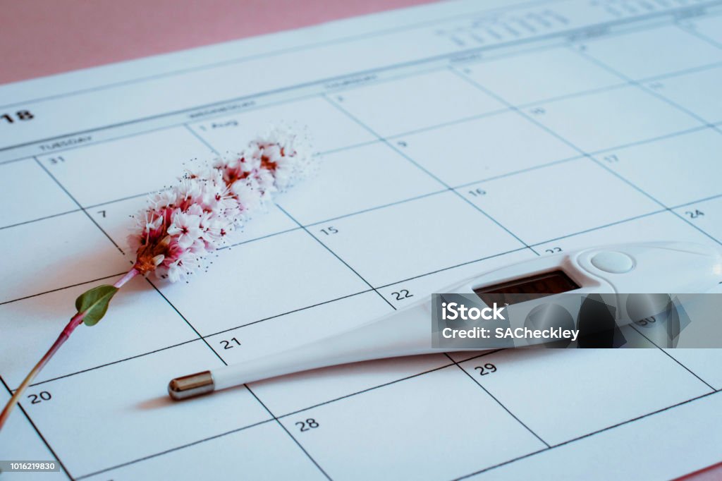 Ovulation Calendar with Flower and thermometer Human Fertility Stock Photo