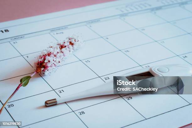 Ovulation Calendar With Flower And Thermometer Stock Photo - Download Image Now - Human Fertility, Effort, Calendar