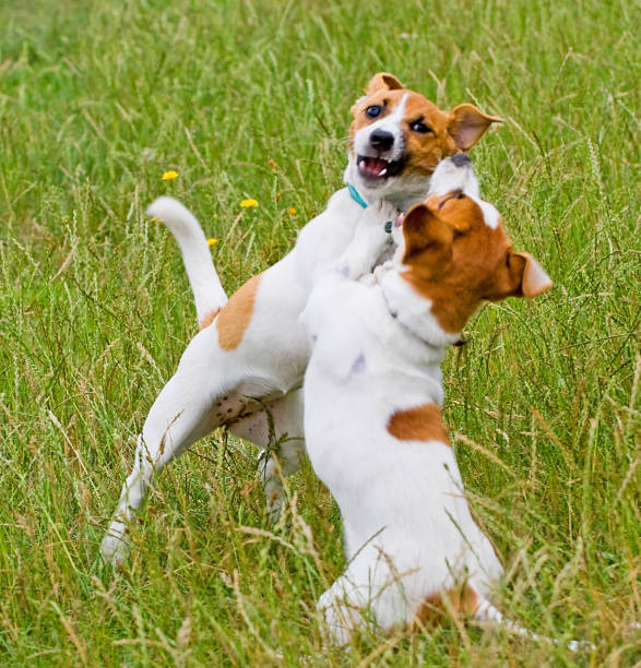 istock puppy, Jack Russell, earth, dig, dig, pit, grass, puppies, beast, hunter, catching up, breed, wheat, childhood, bite, mouth, teeth, lie, fight, love, friendship day, play, two, dog, mood, bitch, dog, dog, animal, small, erase, drunk on friend, lovers' day 1016220164