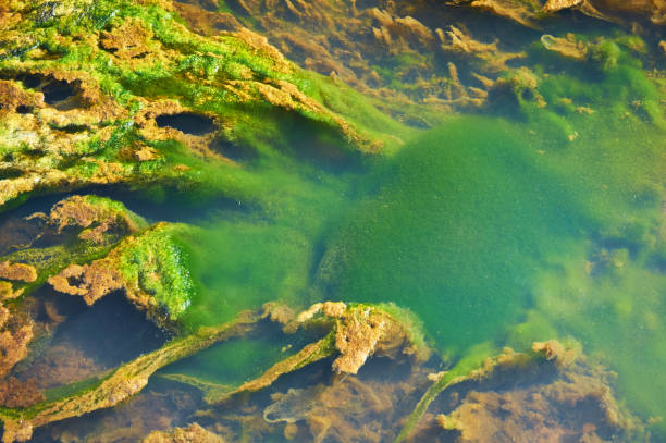 istock Green and orange algae on the river. Pollution of the environment. 1016220206