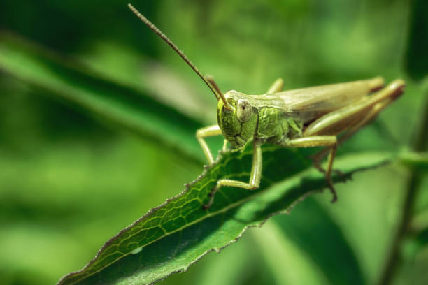 istock Macro of a grasshopper. 1016226258