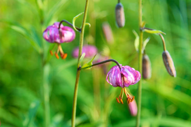 istock Lilium pilosiusculum in forest 1016226476