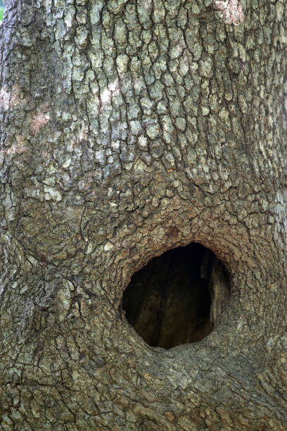 large natural hole in a mighty white oak tree